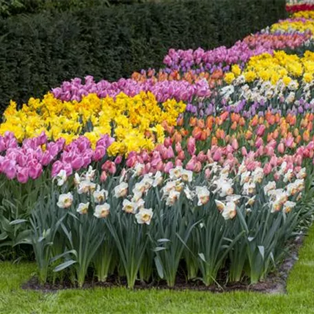 Das Blumenbeet pflegen: Gießen, düngen und schneiden