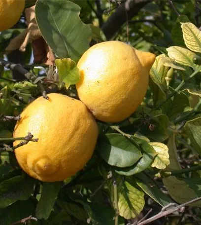 Exoten sorgen für besondere Hingucker im Garten