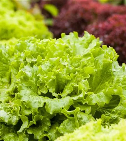 Ein bunter Salat auf dem Balkon mit Urban Gardening