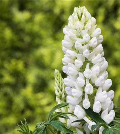 Lupinen, gut für den Garten und seine Bewohner