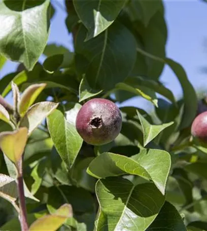 Der Obstgarten – viele Leckereien für große und kleine Naschkatzen