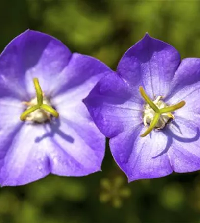 Die Glockenblume: die Vielfalt in einer Pflanze