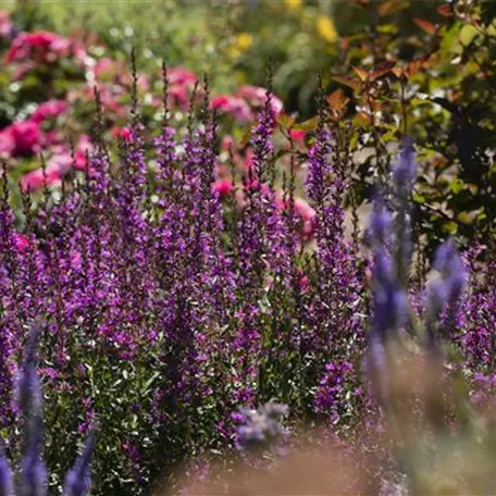 Wellness im eigenen Garten - Oasen schaffen