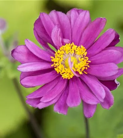 Anemonen – zarte Windröschen im Garten