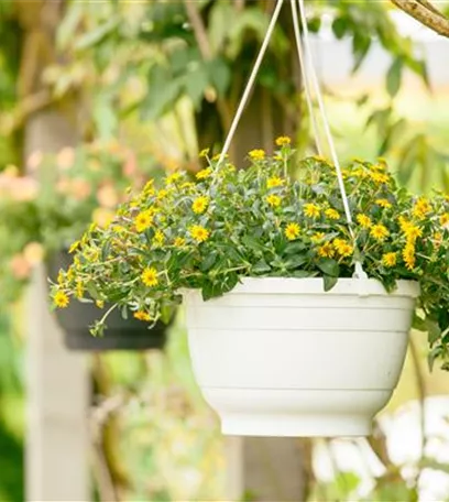 Ein Husarenknopf für den sommerlichen Balkon 