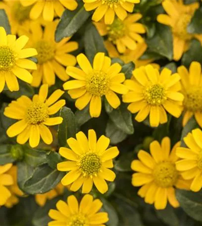 Ein Husarenknopf für den sommerlichen Balkon 