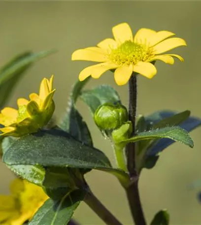 Ein Husarenknopf für den sommerlichen Balkon 