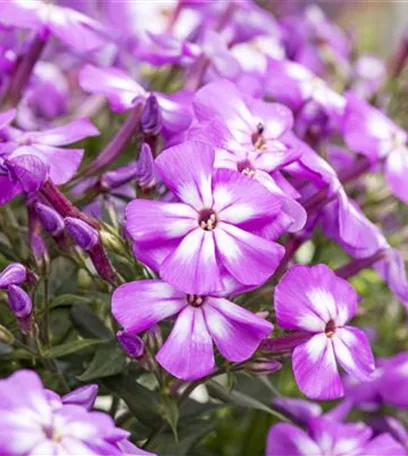 Flammenblumen lassen Ihren Garten in Farben baden