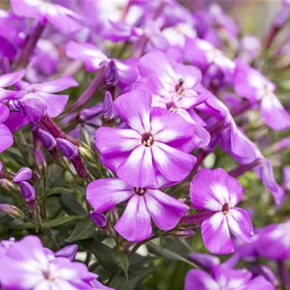 Flammenblumen lassen Ihren Garten in Farben baden