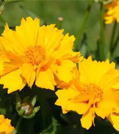 Die Sonne geht auf – Blumenbeet in Gelb und Orange