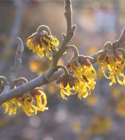 Die Sonne geht auf – Blumenbeet in Gelb und Orange