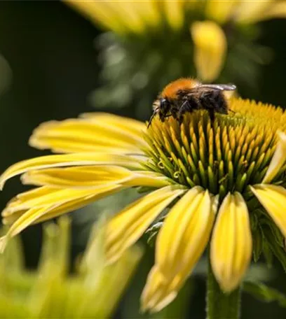 Gemüse blühen lassen als Insektenweide