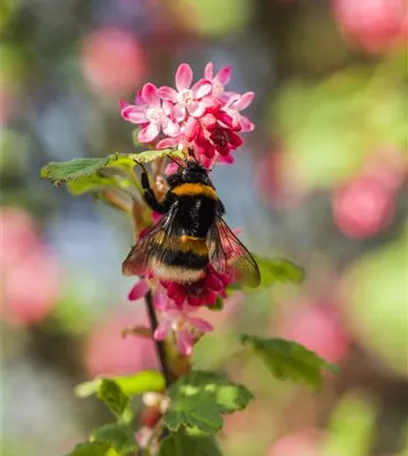 Gemüse blühen lassen als Insektenweide