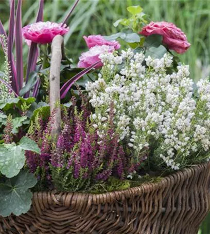 Blüten-Farben richtig kombinieren – eine Frage der Farbe