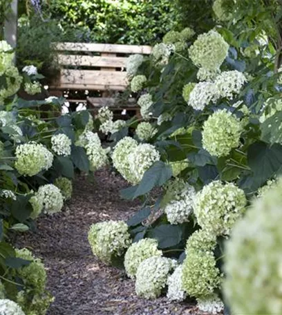 Pflanzpartner für Hortensien – Ideen für den Garten