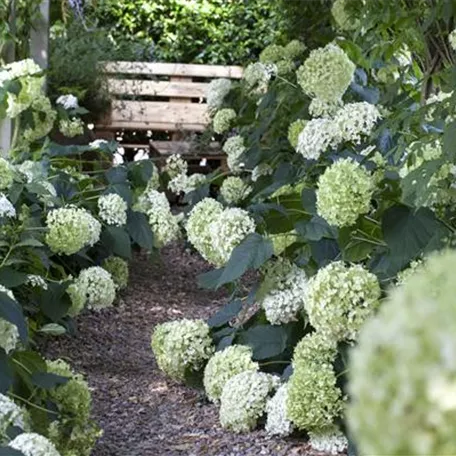 Pflanzpartner für Hortensien – Ideen für den Garten