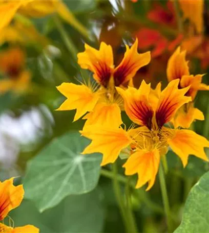 Vorsicht Garten – sichere Pflanzen für Kinder und Tiere