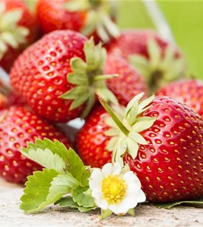 Erdbeeren – rot, rund und richtig lecker!