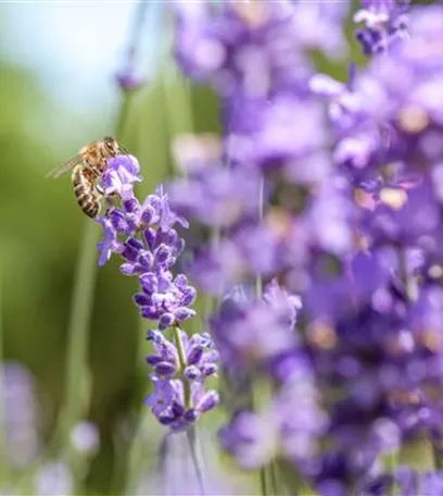 Bienenfreundliche Sommerblumen – ein Büffet für Biene und Co.