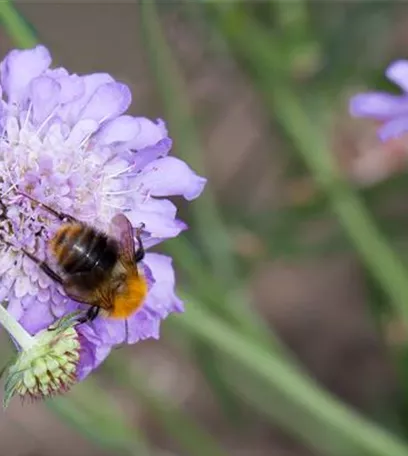 Bienenfreundliche Sommerblumen – ein Büffet für Biene und Co.