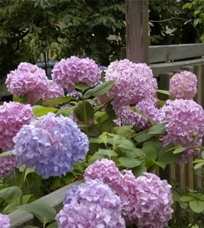 Die Hortensie im Garten – durstige Schönheit mit Charakter