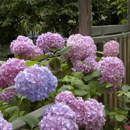 Die Hortensie im Garten – durstige Schönheit mit Charakter