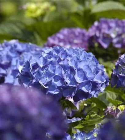 Die Hortensie im Garten – durstige Schönheit mit Charakter