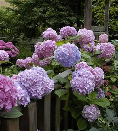 Die Hortensie im Garten – durstige Schönheit mit Charakter