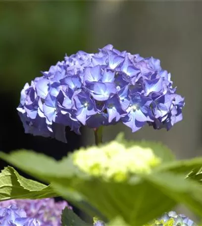 Die Hortensie im Garten – durstige Schönheit mit Charakter