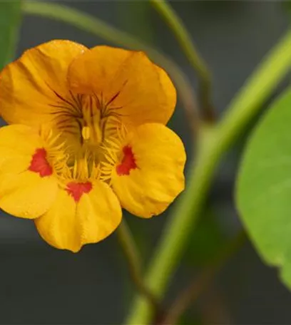 Essbare Blüten - Die schönsten Rezepte