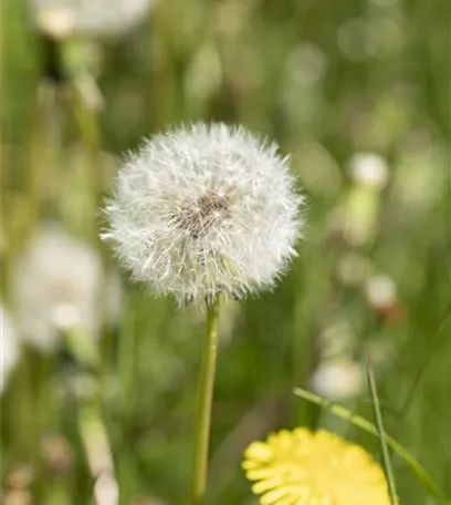 Essbare Blüten - Die schönsten Rezepte