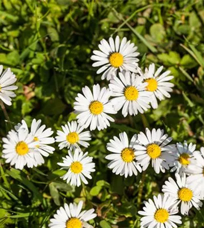 Essbare Blüten - Die schönsten Rezepte