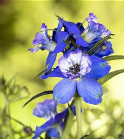 Blumenbeete in Blau und Violett