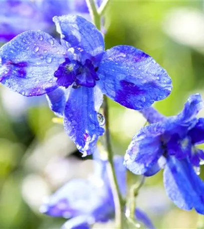 Blumenbeete in Blau und Violett