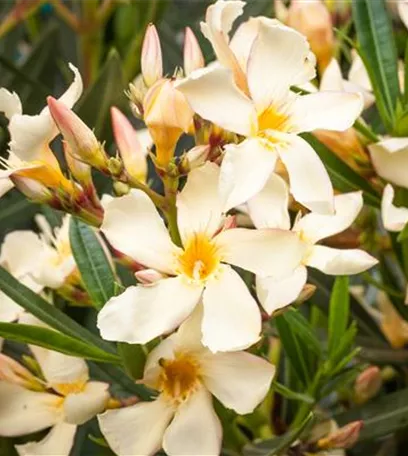 Oleander – Blütenpracht bei richtiger Pflege