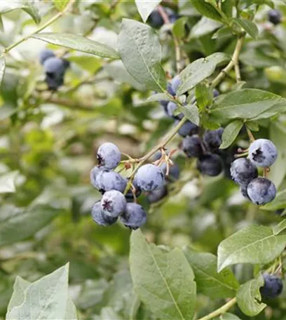 Pflegeleichter Garten: Wohlfühloase trotz wenig Zeit