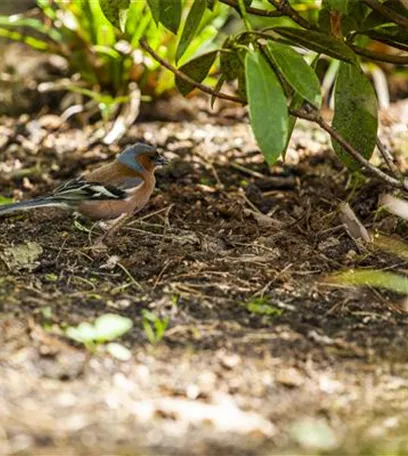 Der Garten – Heimat für Vögel und Co.