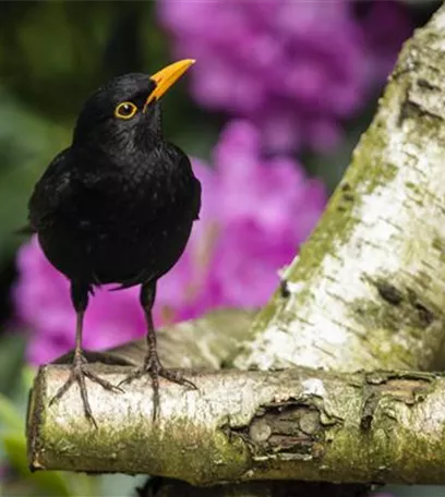 Der Garten – Heimat für Vögel und Co.