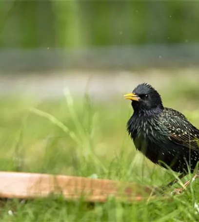 Der Garten – Heimat für Vögel und Co.