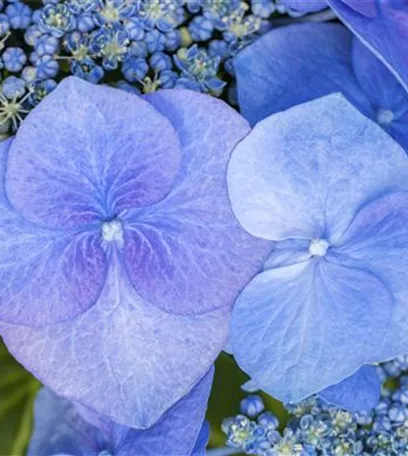 Hortensienarten und ihre wundervollen Eigenschaften