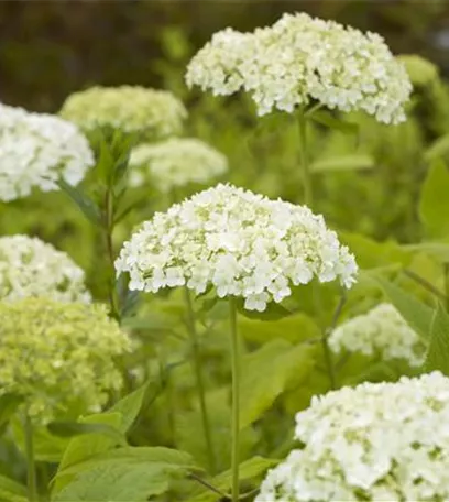 Hortensienarten und ihre wundervollen Eigenschaften