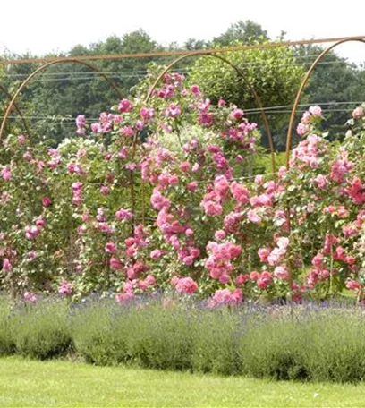 Der Duftgarten: viel zu entdecken für Spürnasen