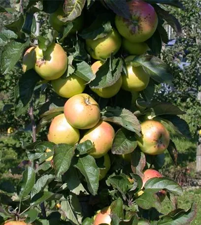 Die Streuobstwiese – Gesundheit zum Selberpflücken