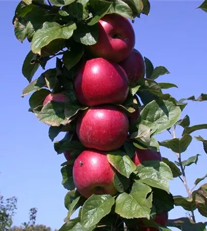 Achtung, fertig, Naschzeit - Die Ernte geht los!