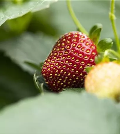 Erdbeeren – rot, rund und richtig lecker!