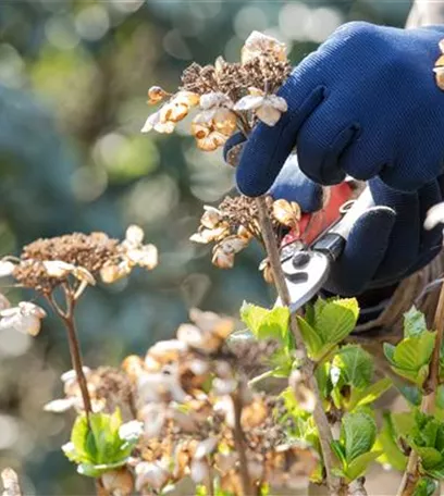 Alte Blütenstände machen Platz für neue Blüten