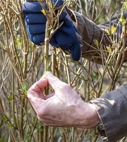 Alte Blütenstände machen Platz für neue Blüten