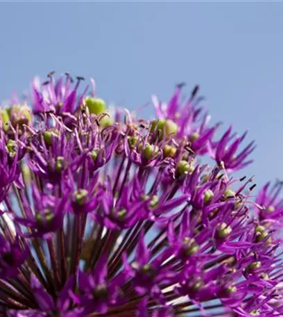 Essbare Blüten machen immer mehr Furore