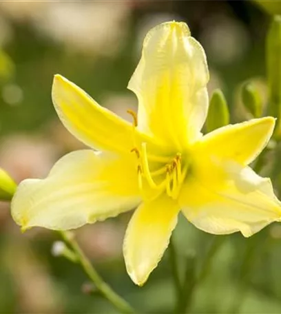 Essbare Blüten machen immer mehr Furore