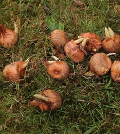 Herbst-Krokus einpflanzen im Garten